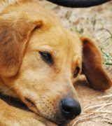 Włączmy się do zbiórki!