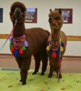 Akcja Zima 2020 w DK „Na Pięterku”