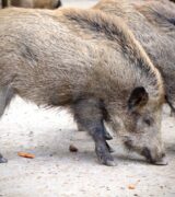 Problem obecności dzików na Ratajach