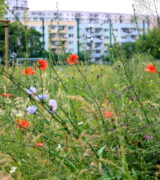 Wstrzymanie koszenia terenów zielonych