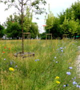 Spółdzielnia wstrzymuje koszenie terenów zieleni