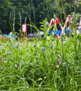 Przypominamy zasady pielęgnacji terenów zieleni na ratajskich osiedlach