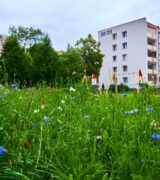 Pielęgnacja terenów zieleni na ratajskich osiedlach