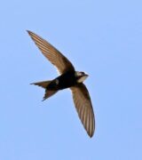 Ochrona siedlisk ptaków na ratajskich osiedlach