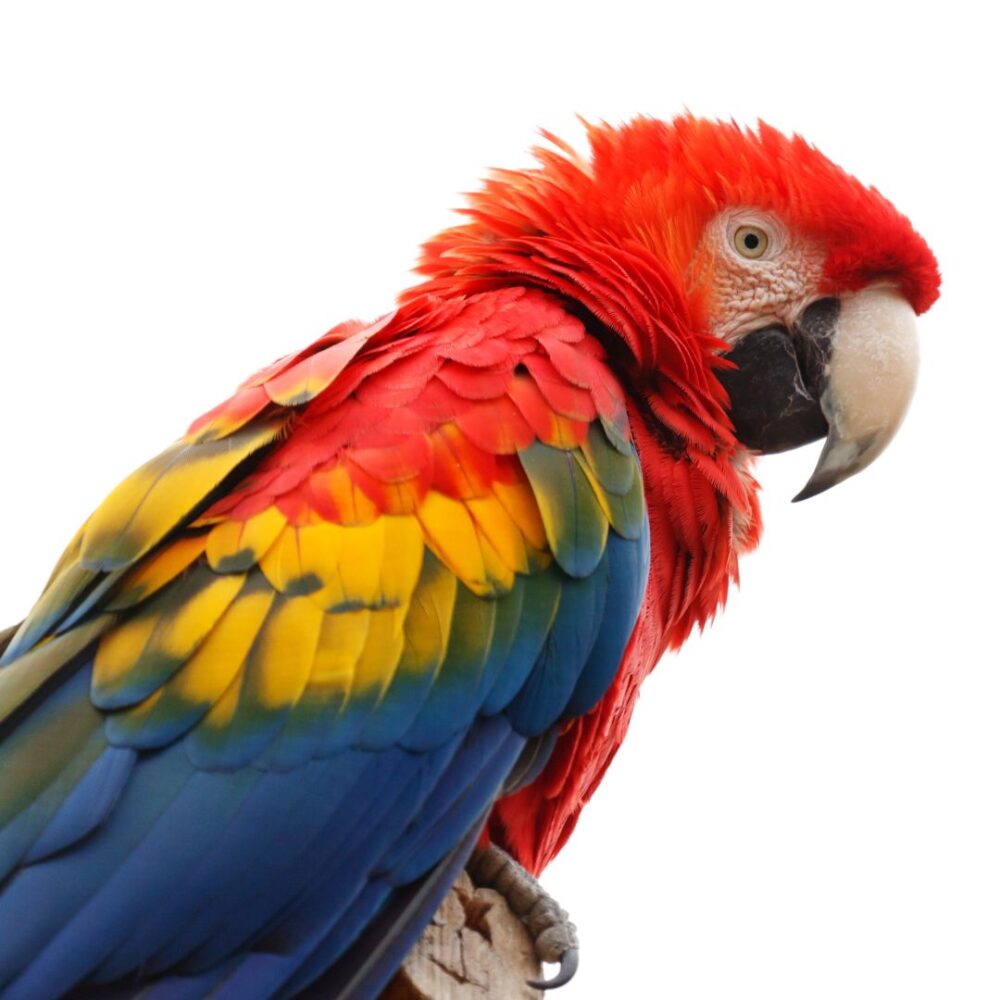 CANARIA 02 – STOWARZYSZENIE HODOWCÓW KANARKÓW I PTAKÓW EGZOTYCZNYCH