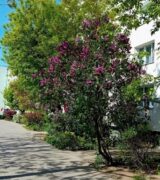 Sierpień 2025 na osiedlach Lecha i Czecha