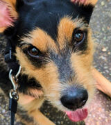 Luna i Tofik wiedzą, czym jest drugie życie. Pomóżmy zwierzakom, które jeszcze czekają!